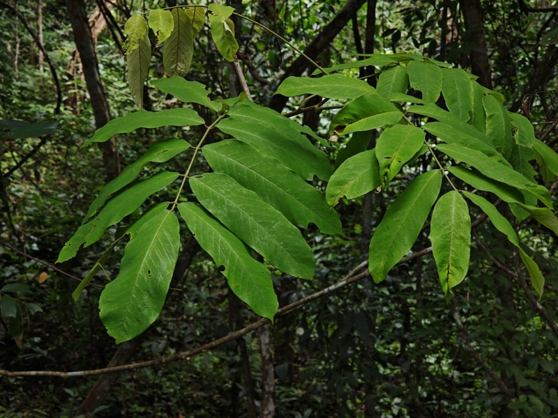 Derris taiwaniana