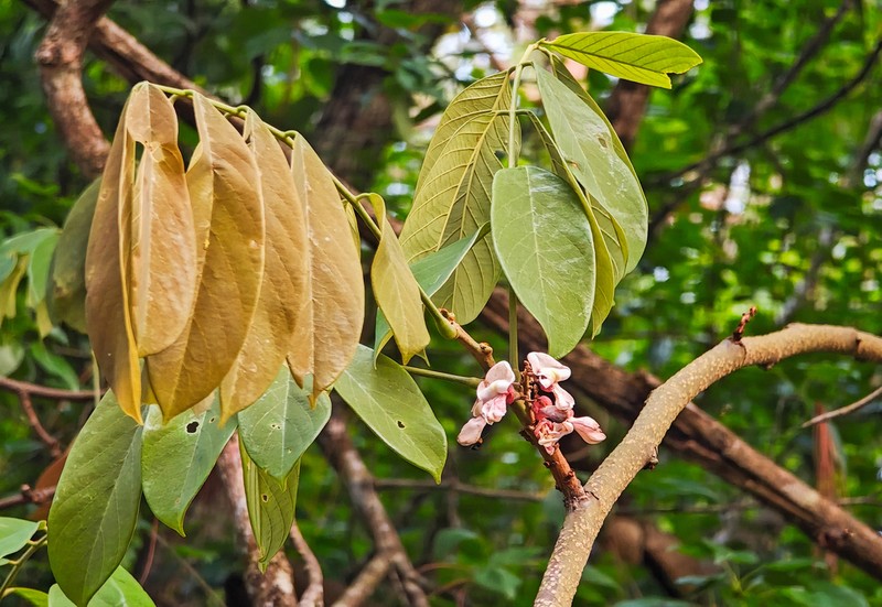 Derris taiwaniana photo 2