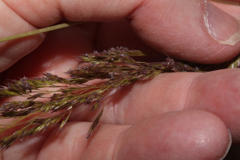 Deschampsia ampliflora