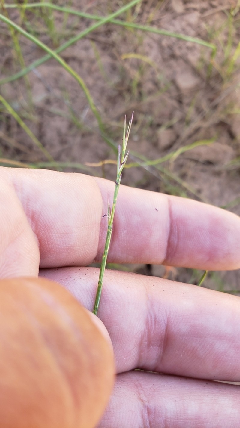 Scribner's Grass