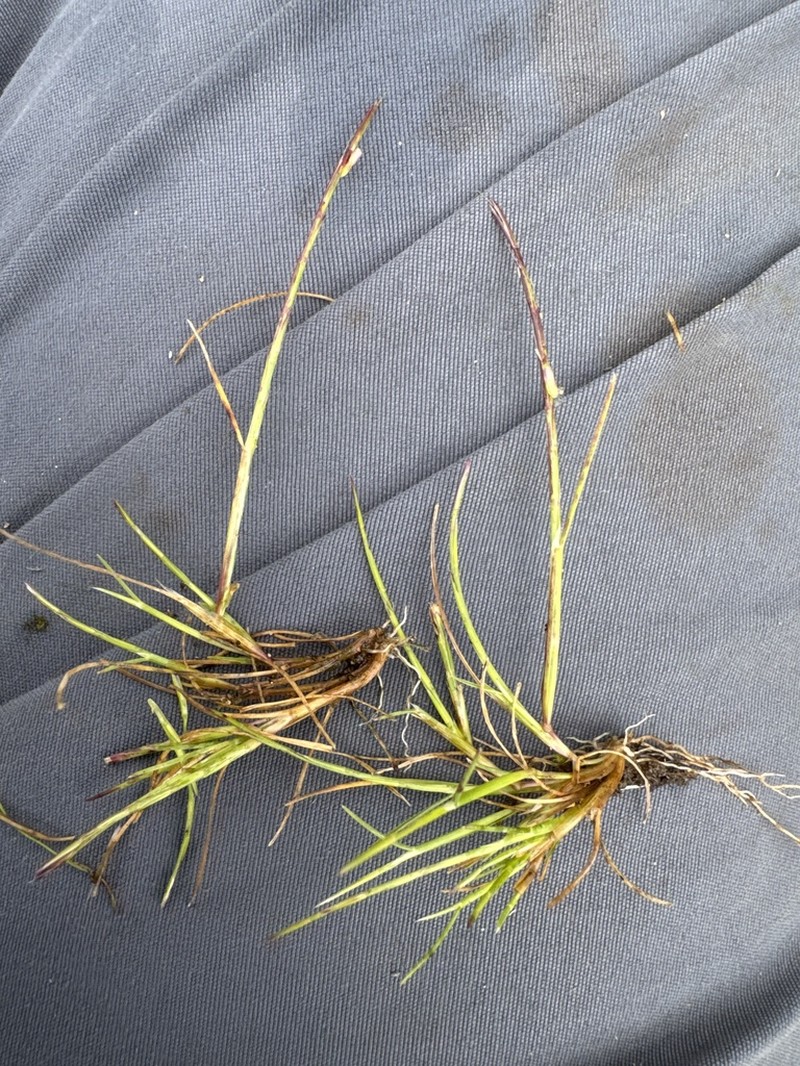 Scribner's Grass photo 2