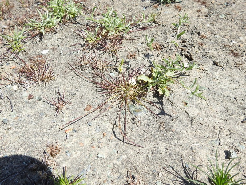 Scribner's Grass photo 3