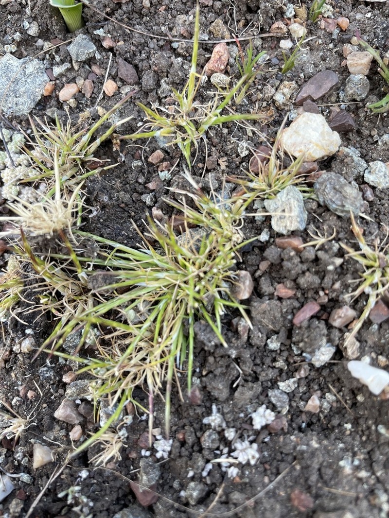 Scribner's Grass photo 4