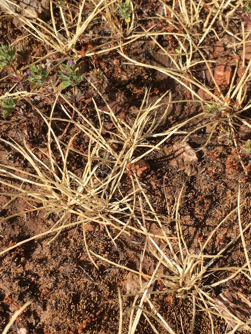 Scribner's Grass photo 5