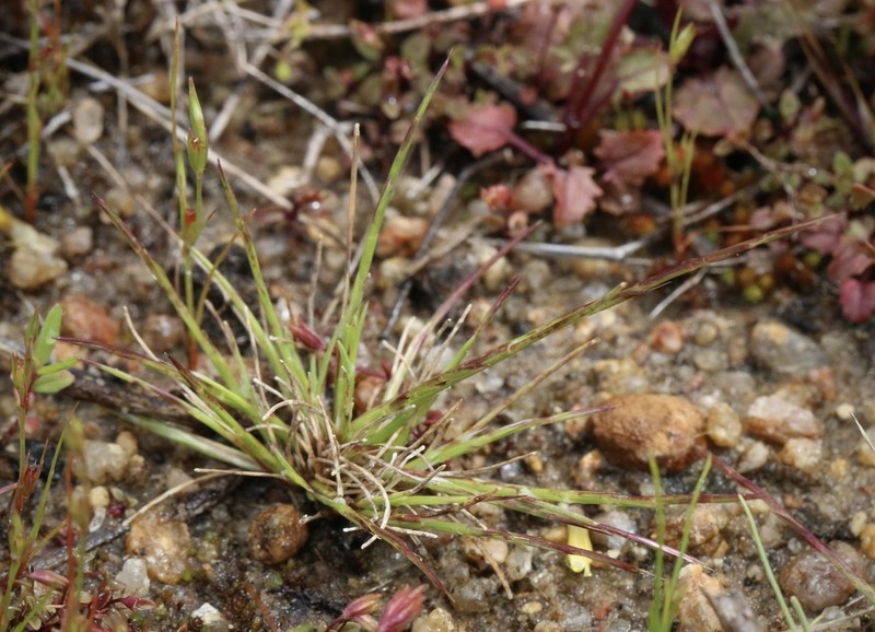 Scribner's Grass photo 6