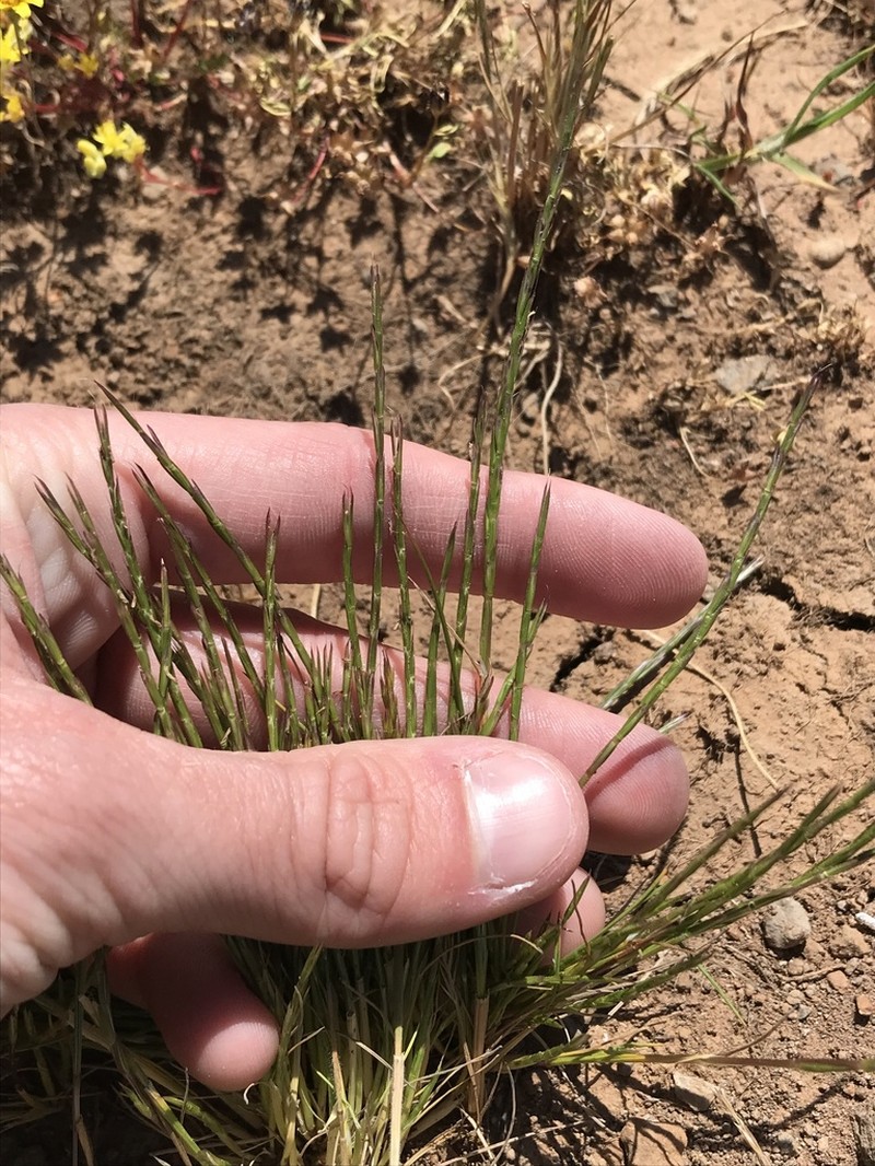 Scribner's Grass photo 7