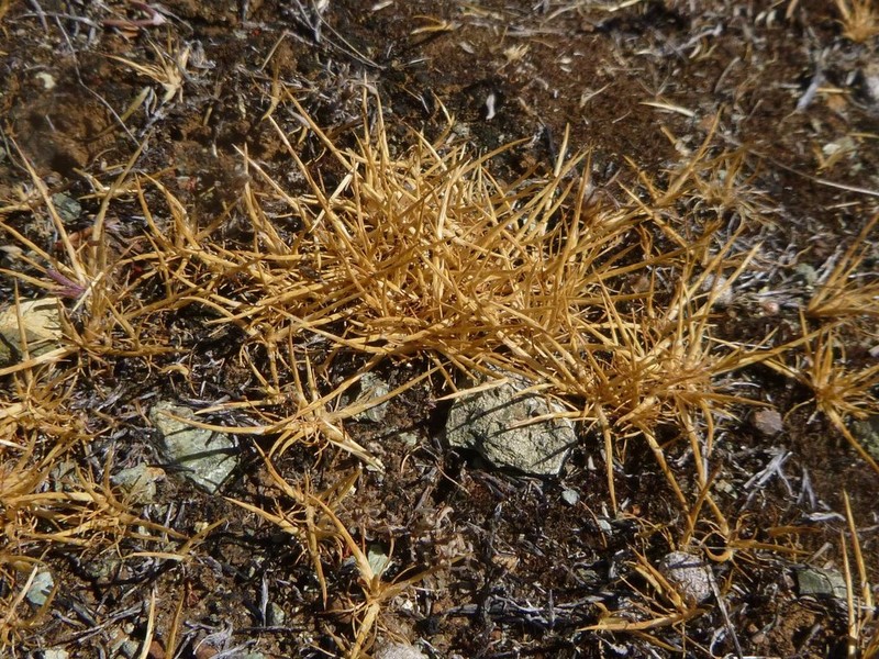 Scribner's Grass photo 8