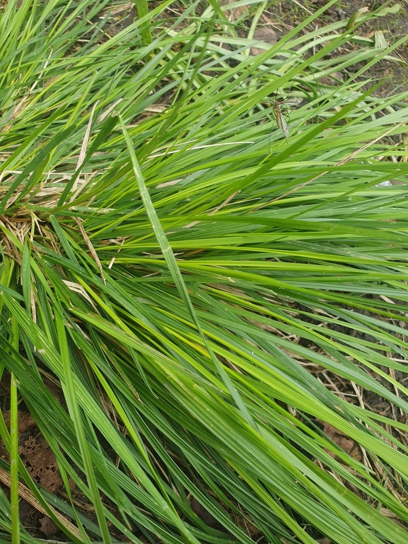 Tufted Hairgrass