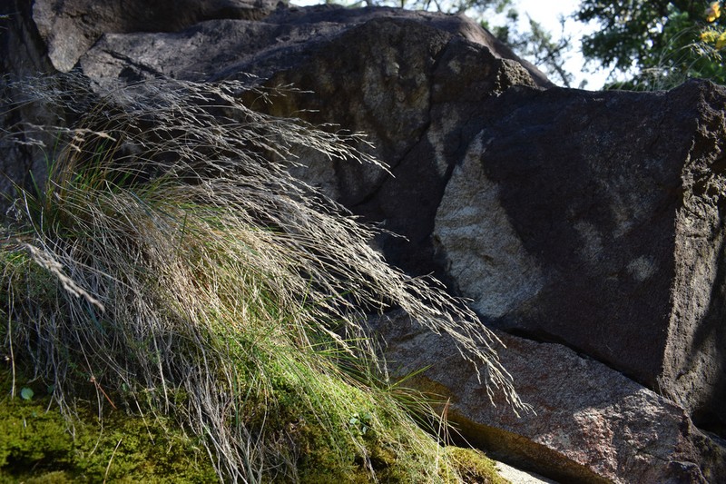 Tufted Hairgrass photo 2