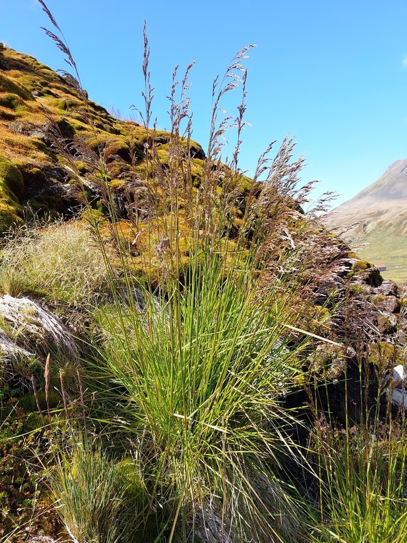 Tufted Hairgrass photo 3