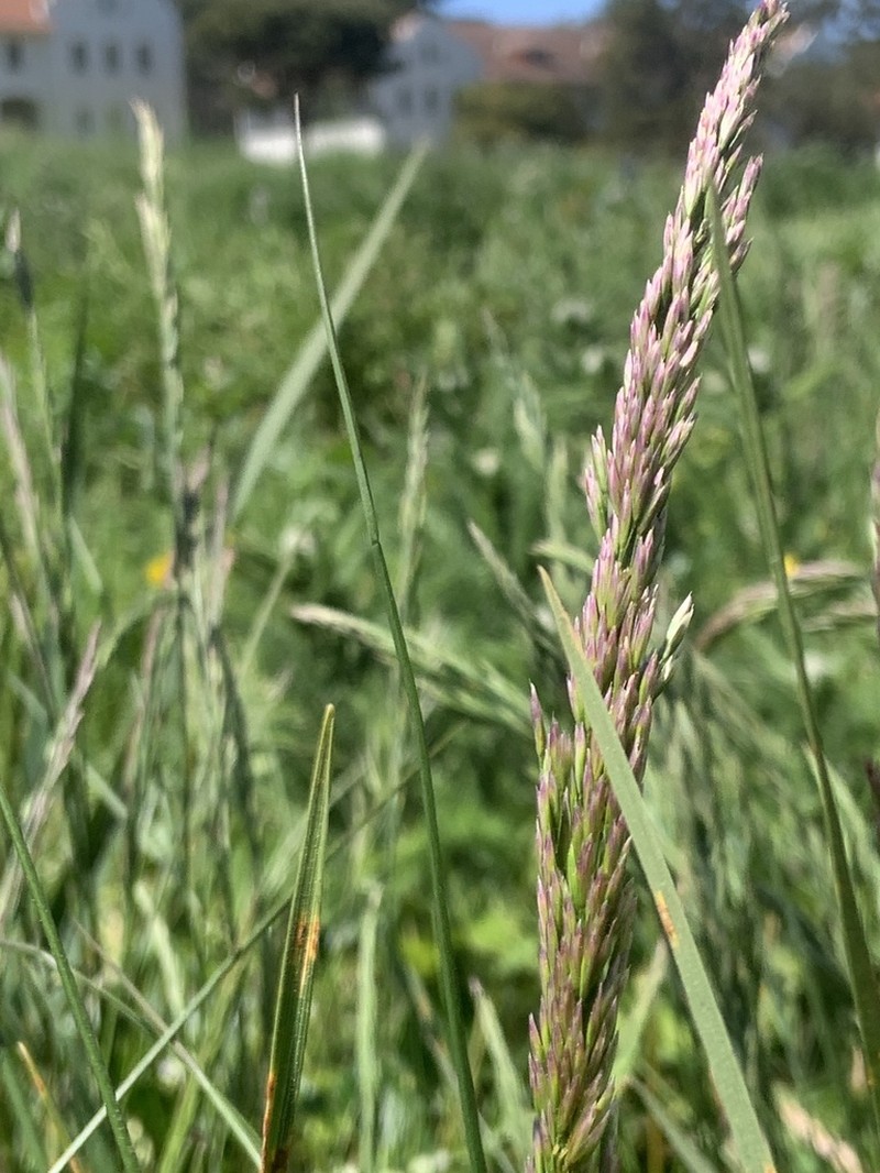 Tufted Hairgrass photo 4