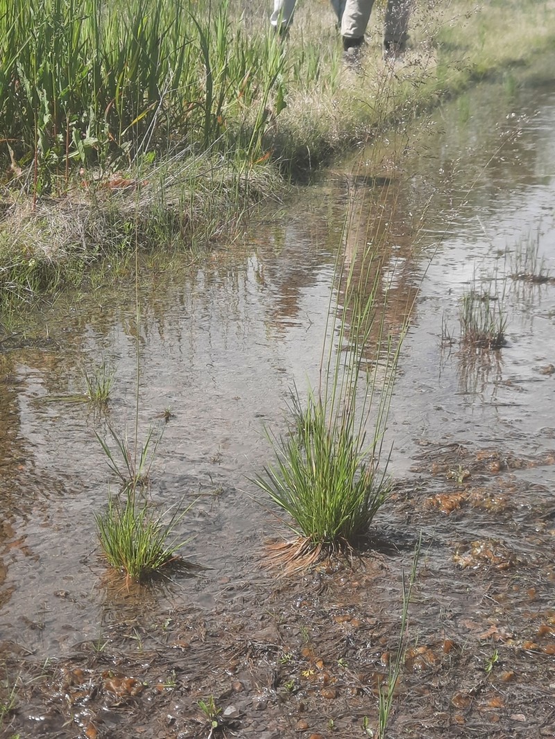 Tufted Hairgrass photo 5