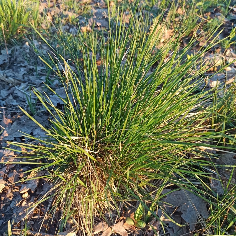 Tufted Hairgrass photo 6