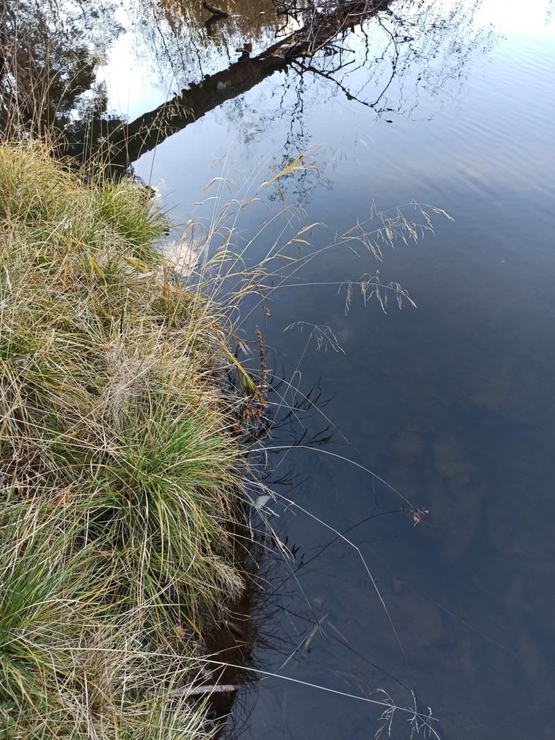 Tufted Hairgrass photo 7