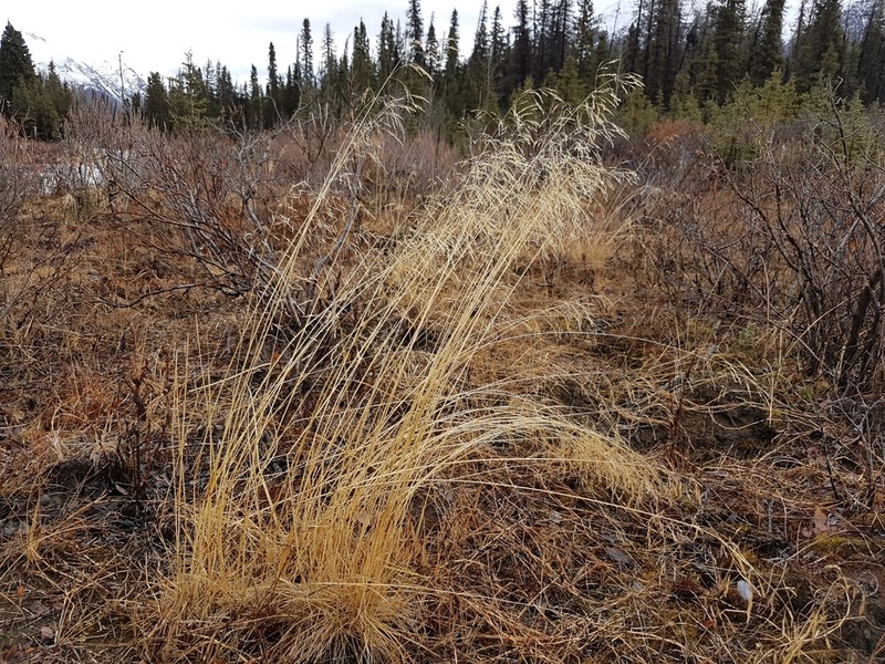 Tufted Hairgrass photo 8