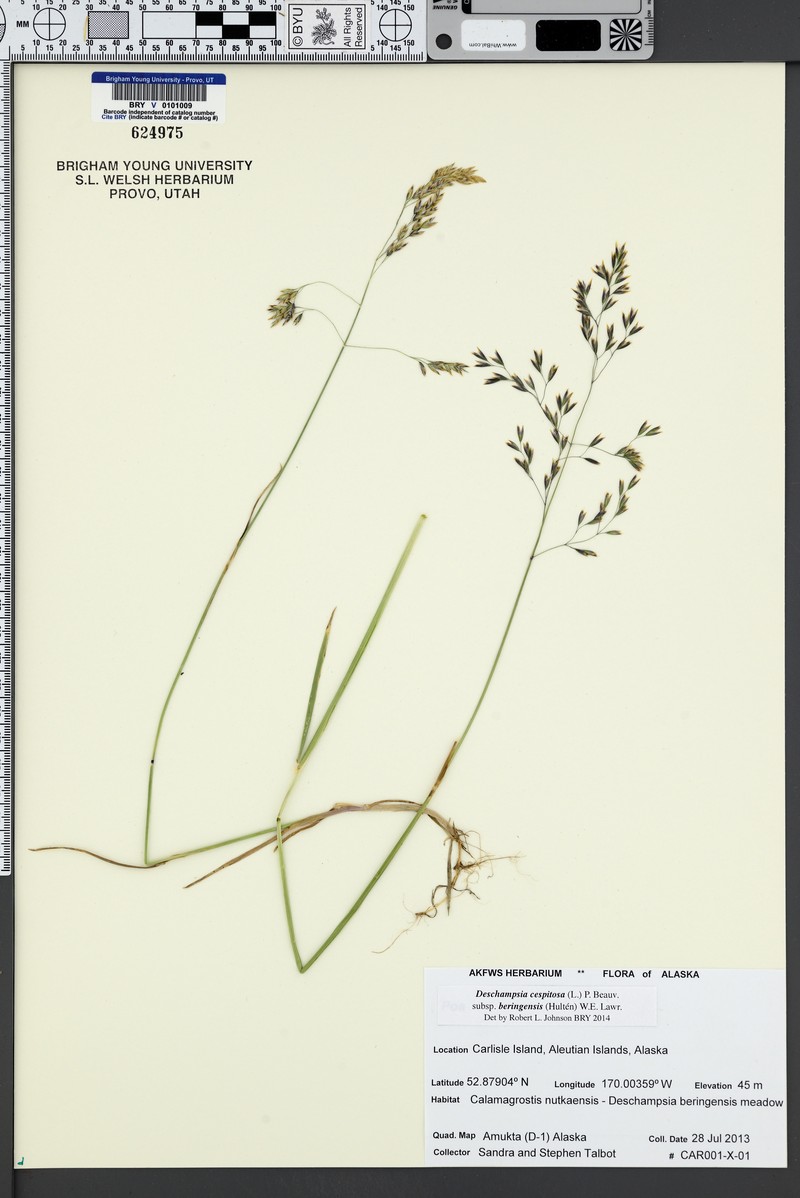 Bering's Tufted Hairgrass