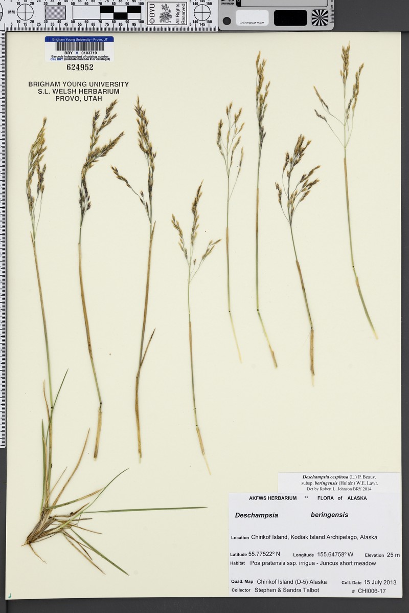 Bering's Tufted Hairgrass photo 2