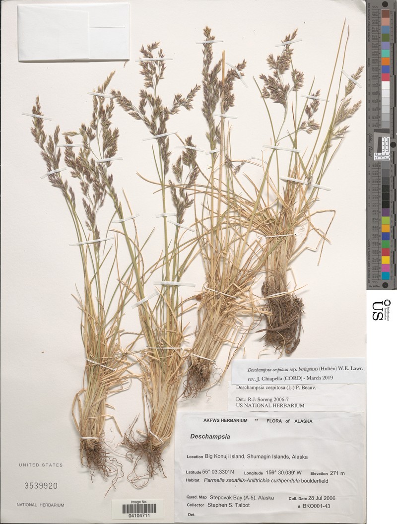Bering's Tufted Hairgrass photo 3