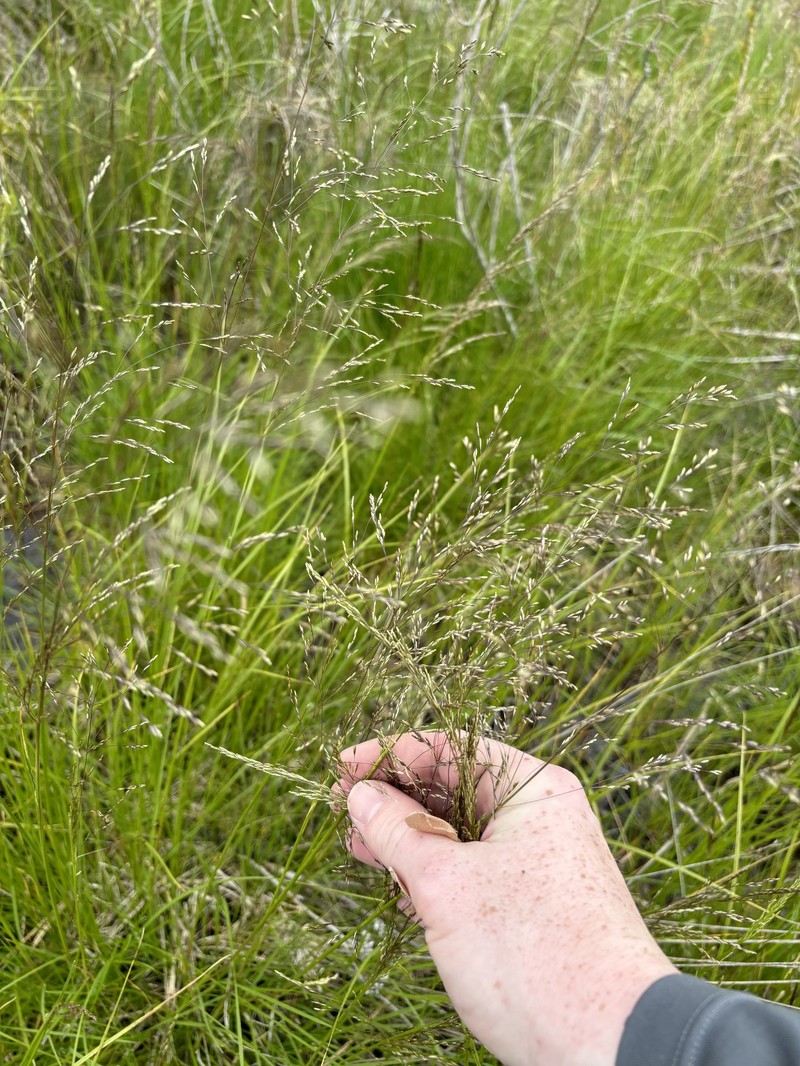 Deschampsia cespitosa subsp. cespitosa