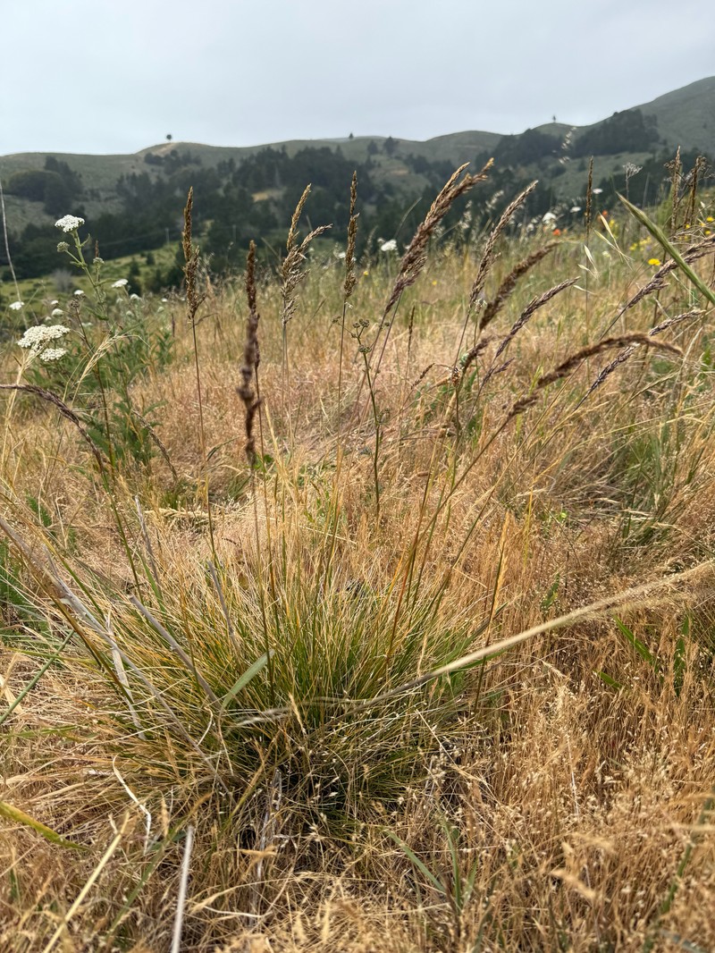 Pacific Hairgrass