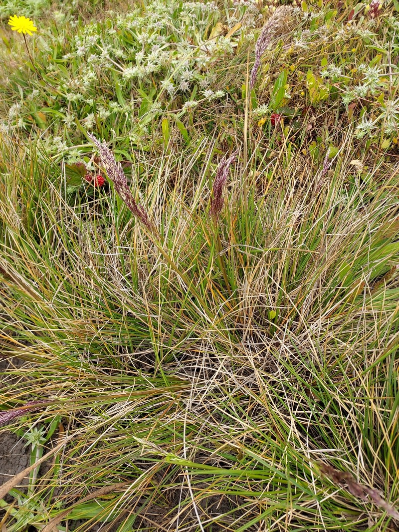 Pacific Hairgrass photo 3
