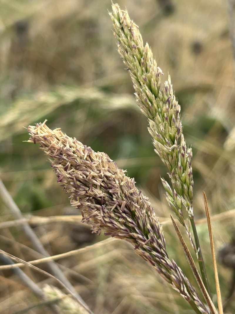 Pacific Hairgrass photo 4