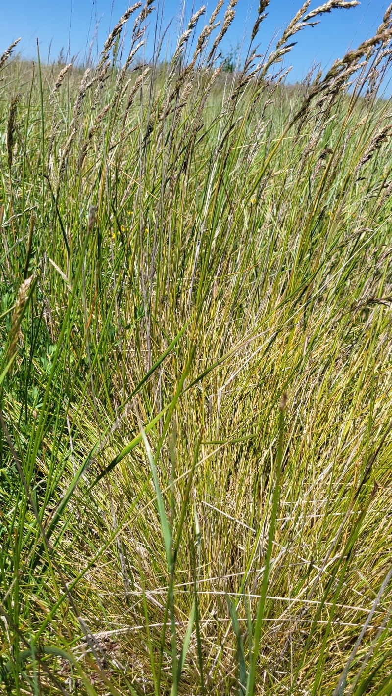 Pacific Hairgrass photo 5