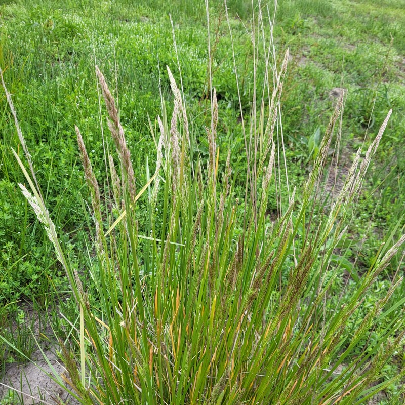 Pacific Hairgrass photo 6