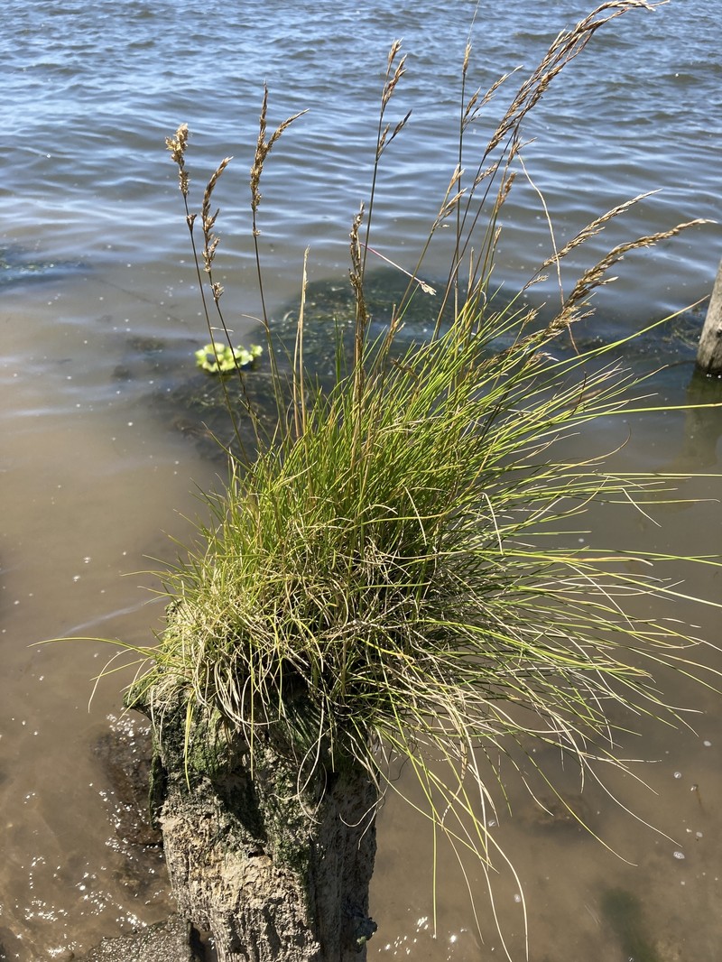 Pacific Hairgrass photo 7
