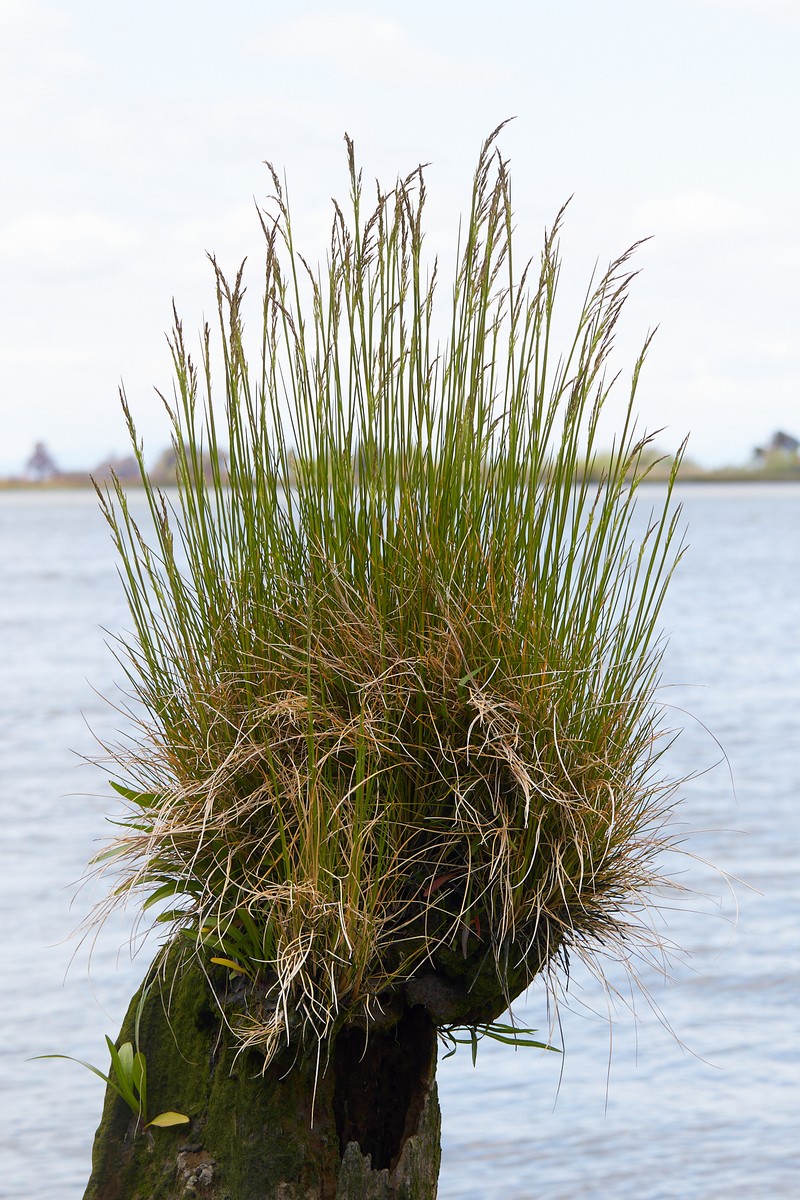 Pacific Hairgrass photo 8