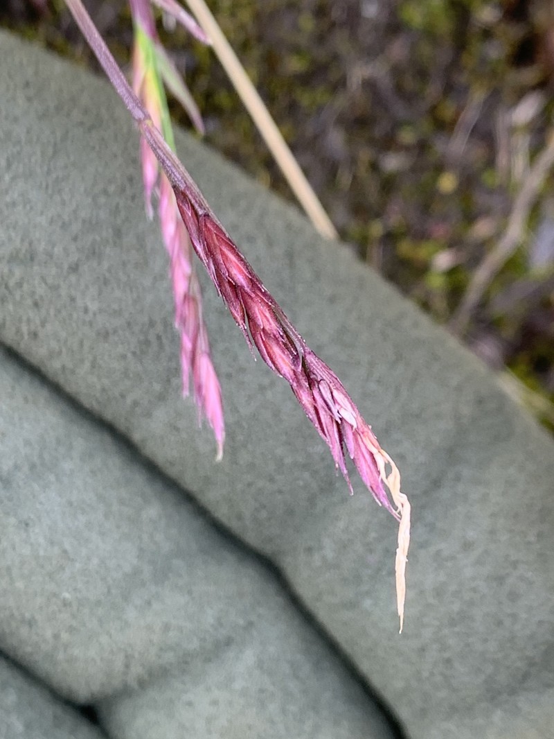 Bering Hairgrass