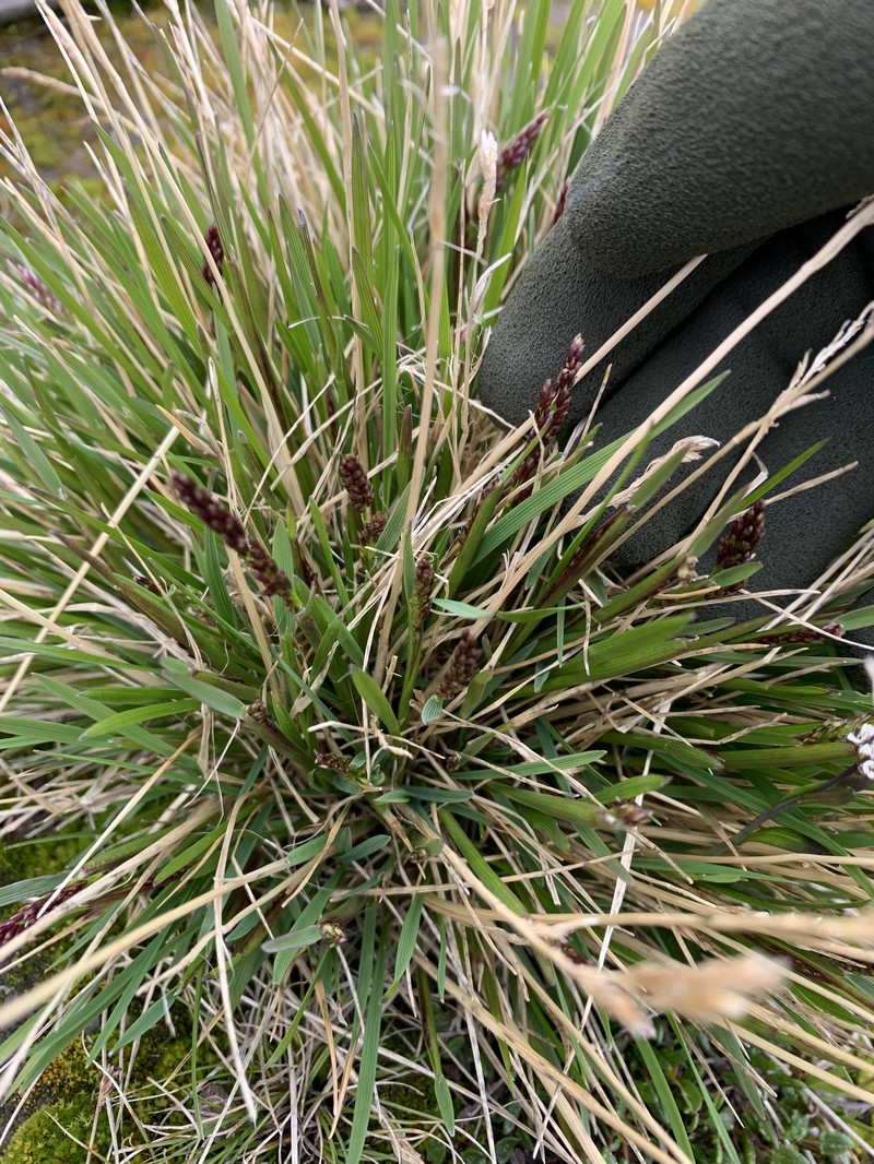 Bering Hairgrass photo 2