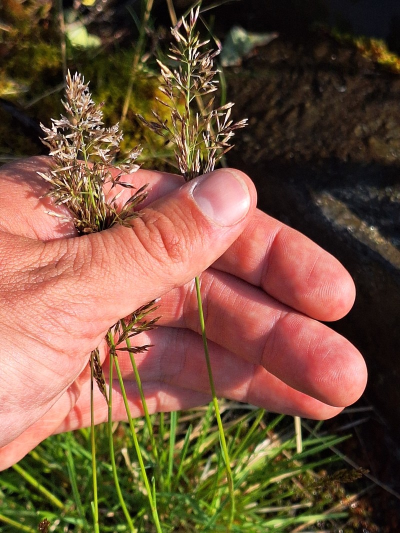 Bering Hairgrass photo 3