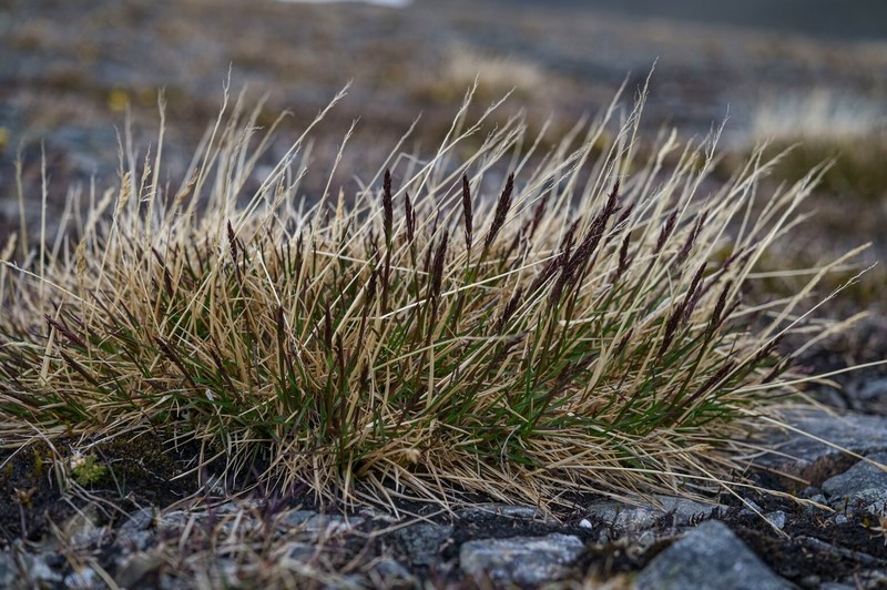 Bering Hairgrass photo 4
