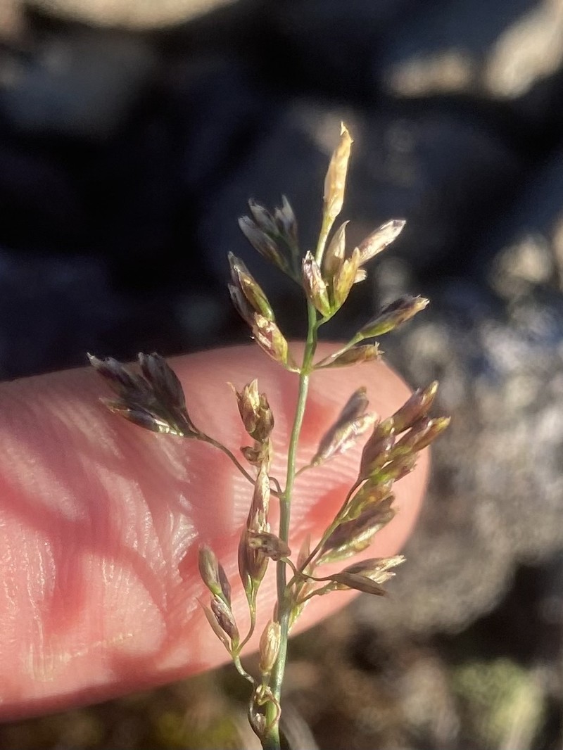 Bering Hairgrass photo 6