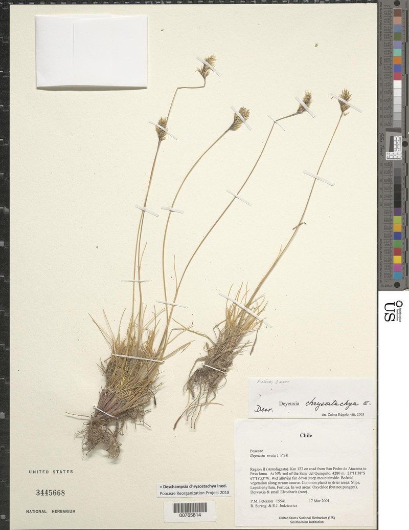 Deschampsia chrysostachya