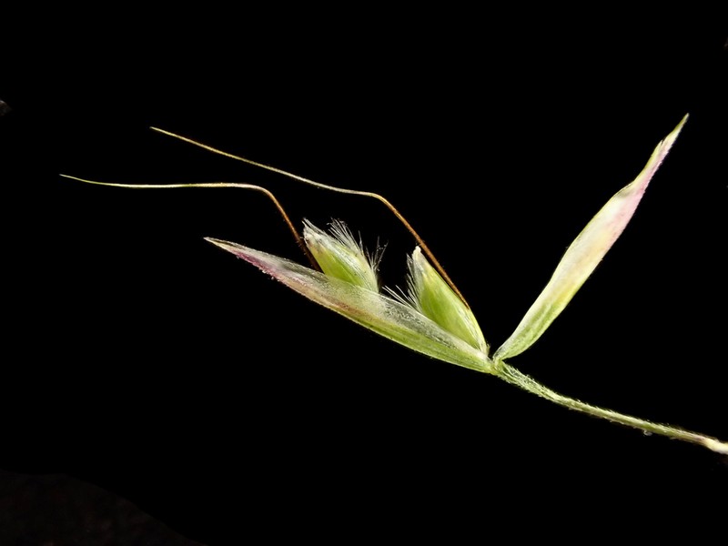 Annual Hairgrass