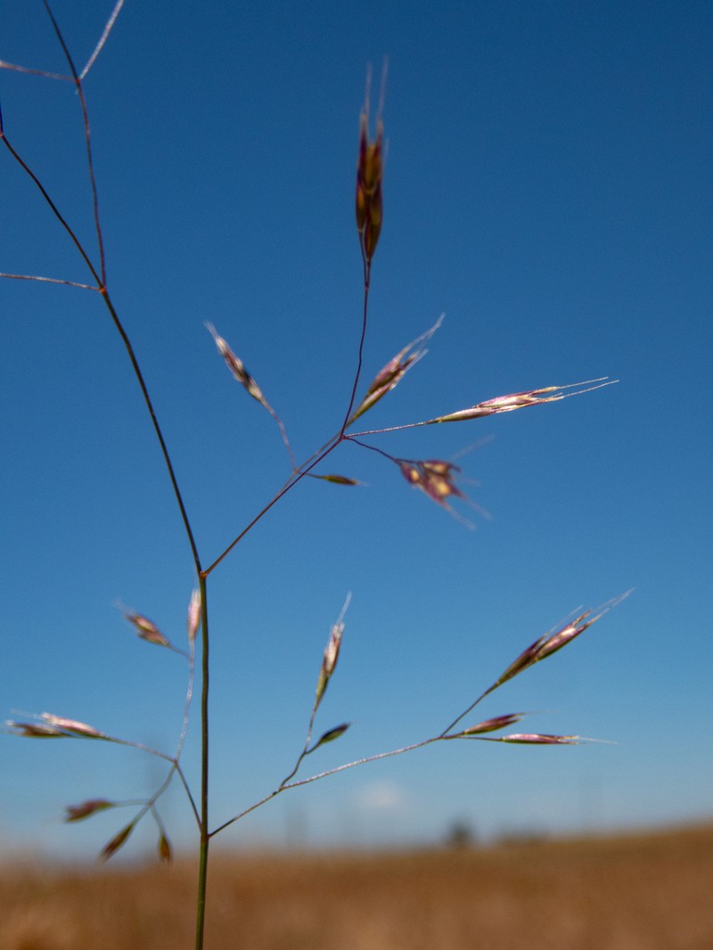 Annual Hairgrass photo 2