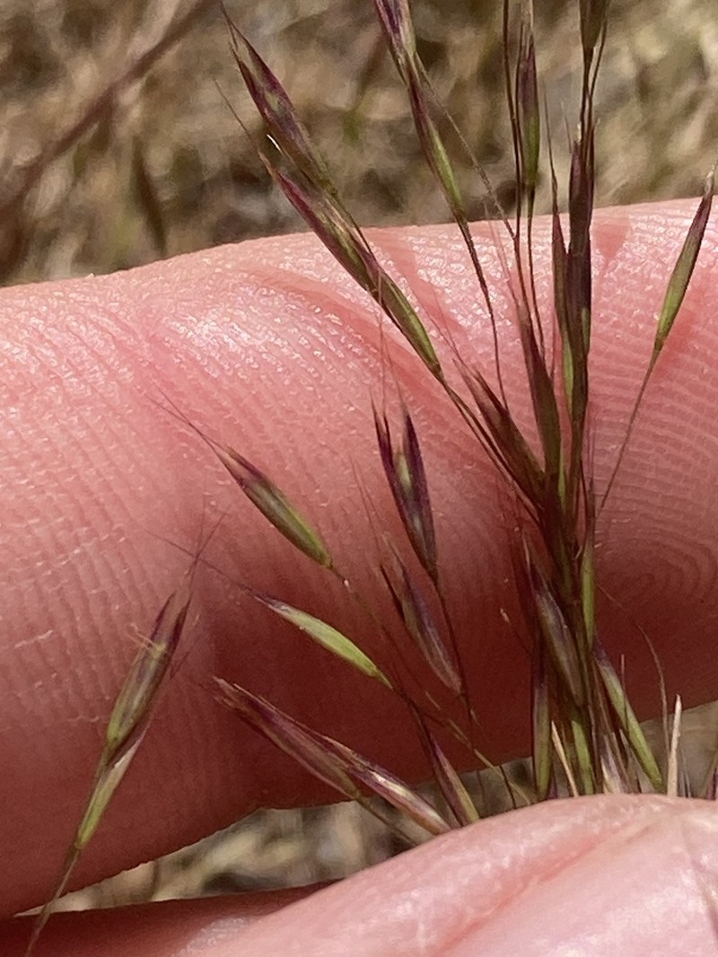 Annual Hairgrass photo 3