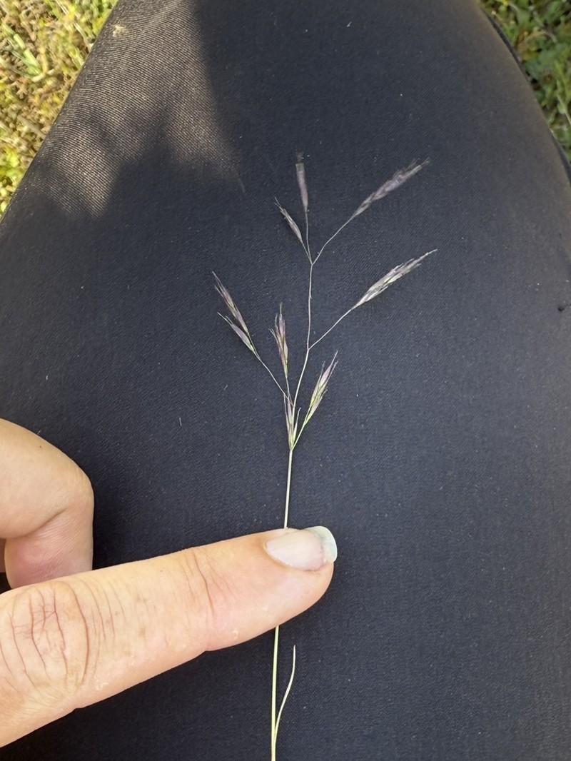 Annual Hairgrass photo 4