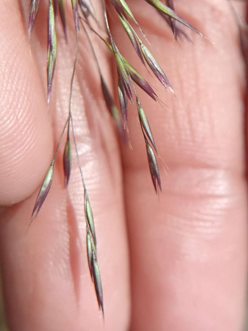Annual Hairgrass photo 5