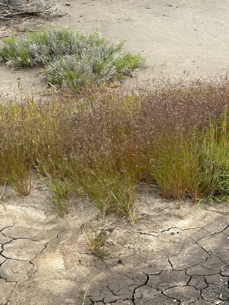 Annual Hairgrass photo 6