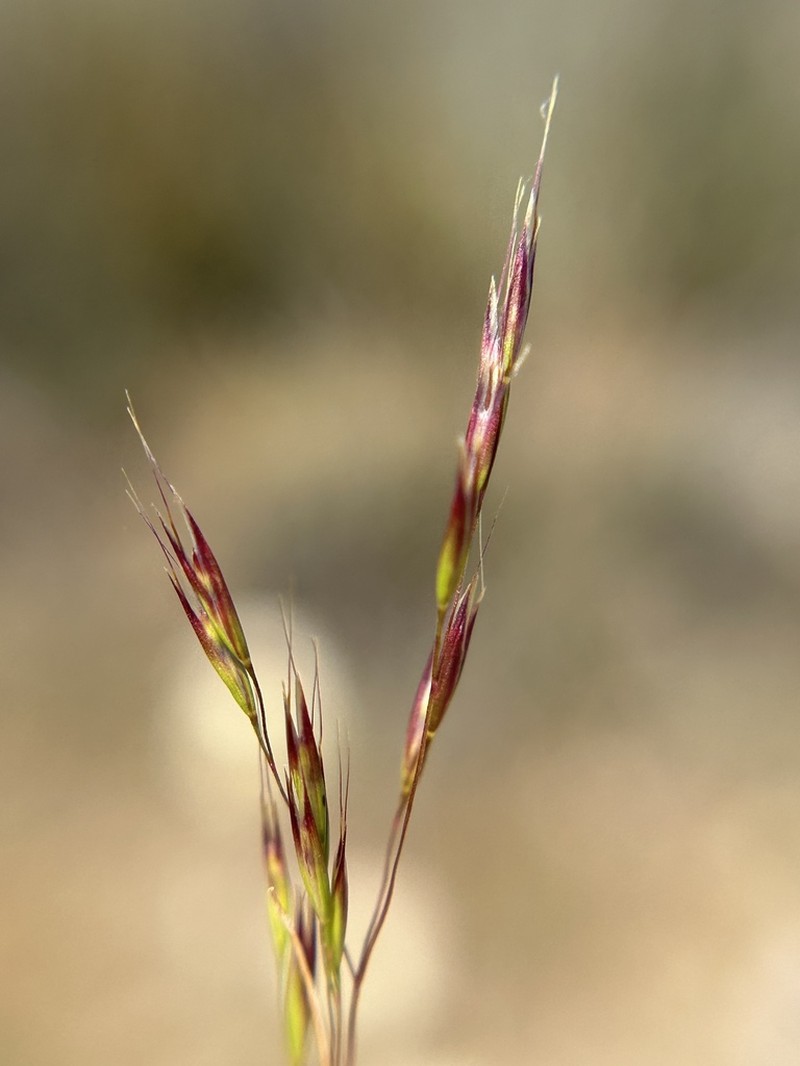 Annual Hairgrass photo 7