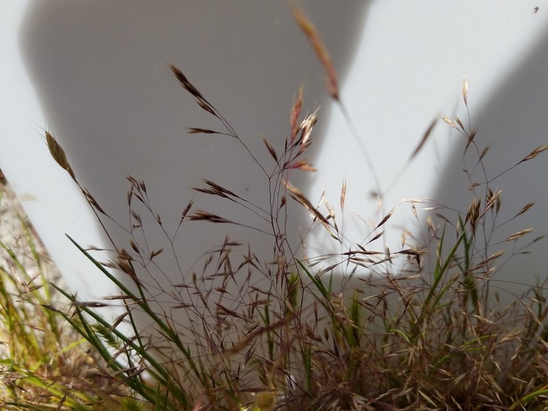 Annual Hairgrass photo 8