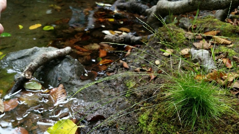 Slender Hairgrass