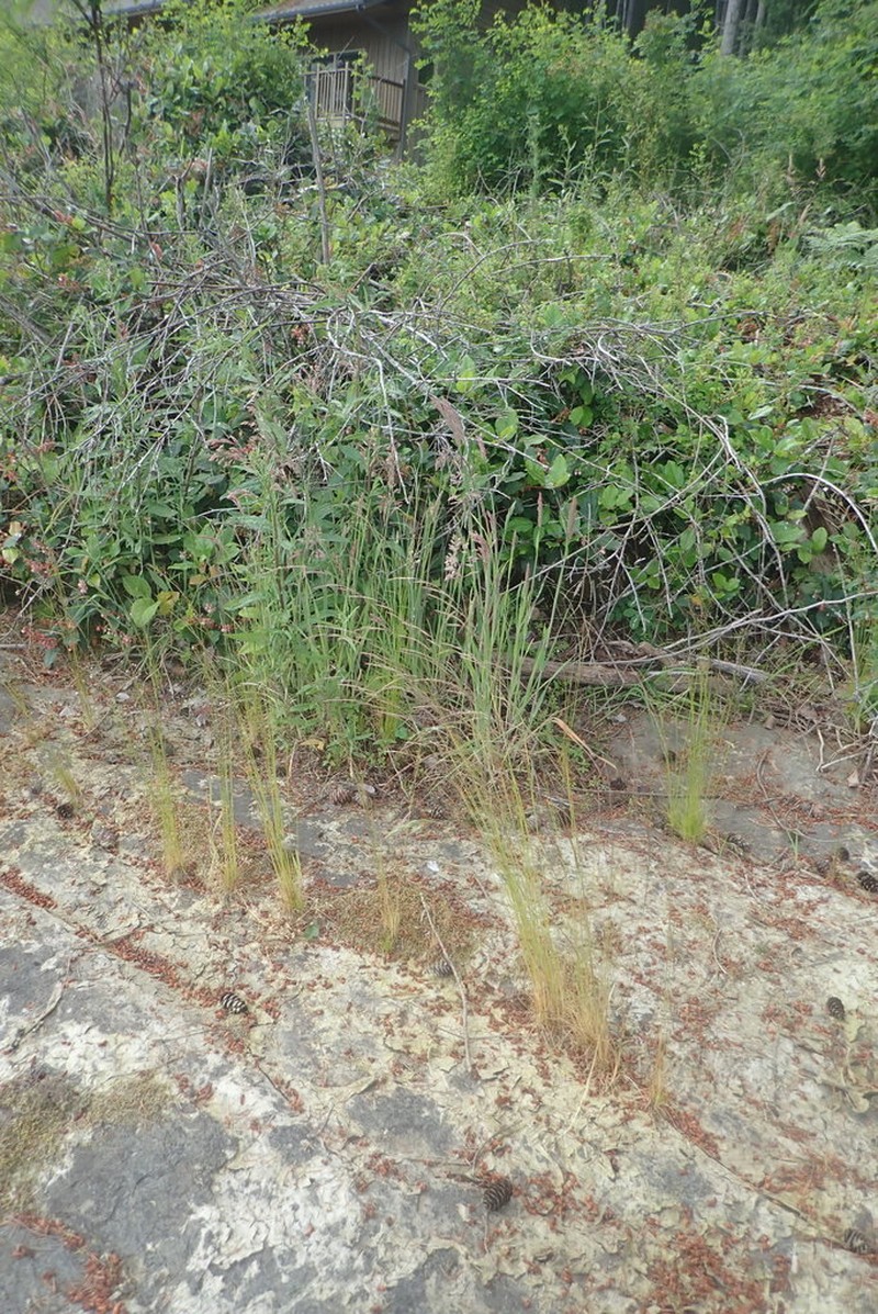 Slender Hairgrass photo 2
