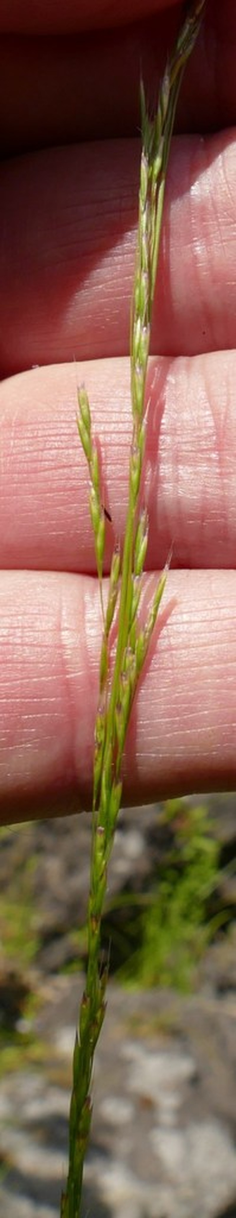 Slender Hairgrass photo 3