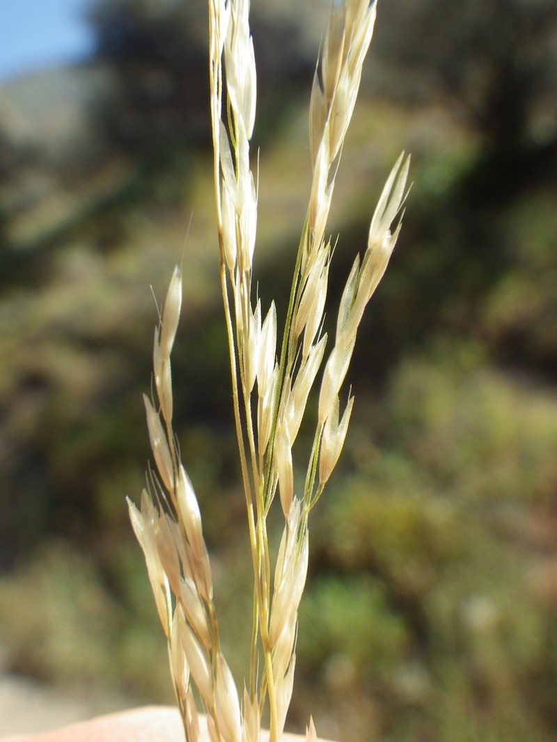 Slender Hairgrass photo 4