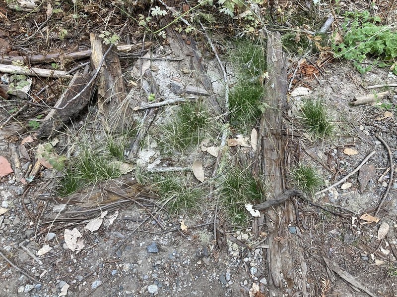Slender Hairgrass photo 5