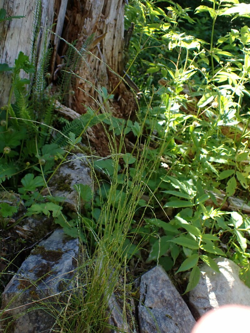 Slender Hairgrass photo 6